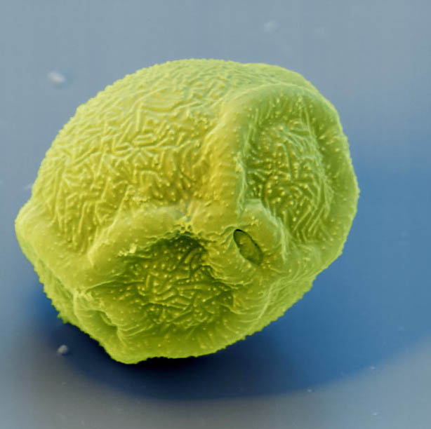 pollen03 Пыльца под микроскопом