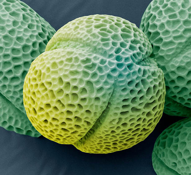 pollen07 Пыльца под микроскопом