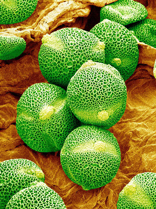 pollen08 Пыльца под микроскопом