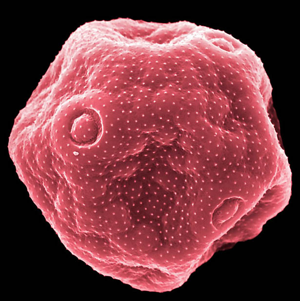 pollen11 Пыльца под микроскопом