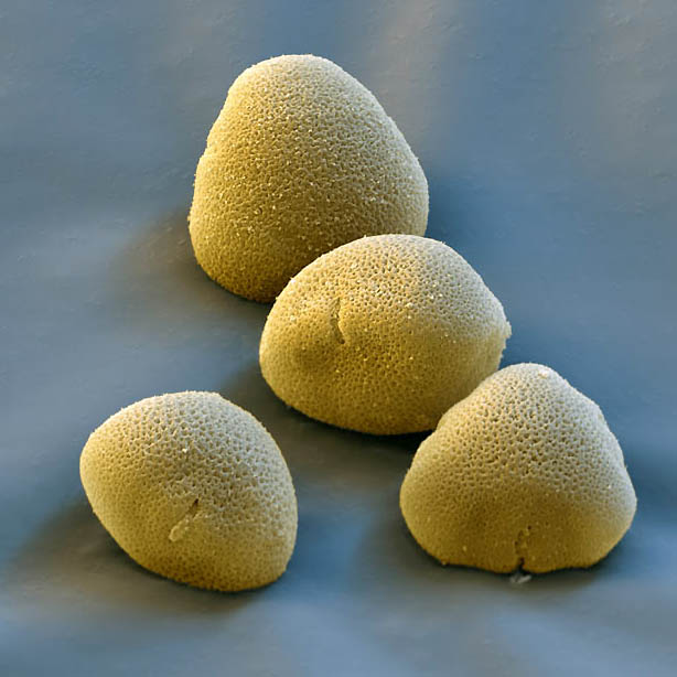 pollen12 Пыльца под микроскопом