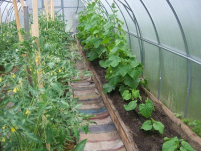 Выращивание огурцов и помидоров 