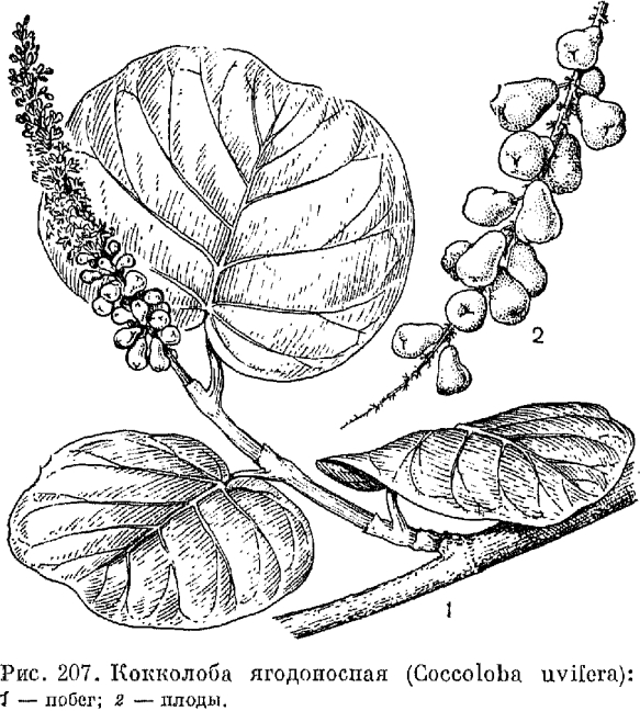 Семейство гречишные (Polygonaceae)