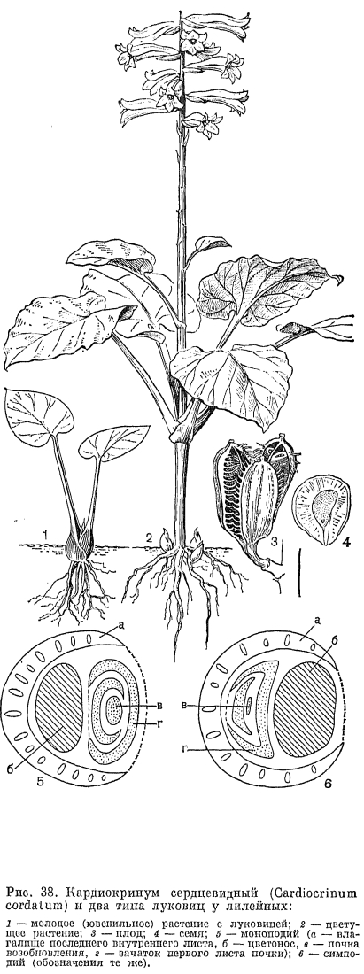 Семейство лилейные (Liliaceae)
