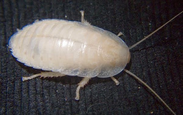 Белый таракан