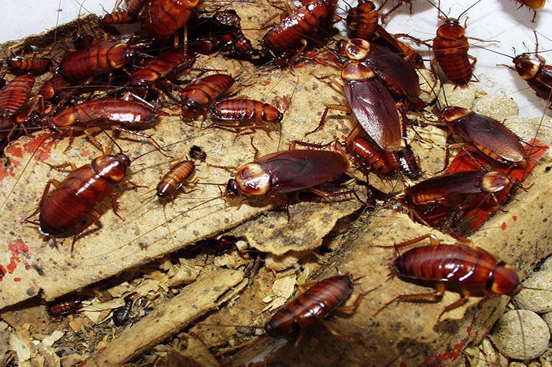 Виды рыжих тараканов