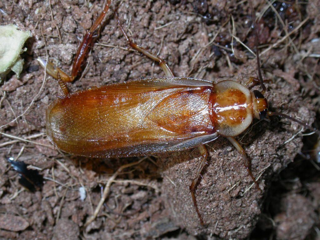 Среднеазиатский таракан