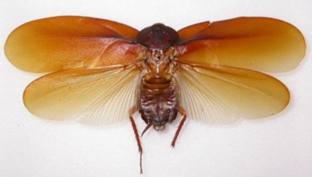 Таракан Megaloblatta longipennis