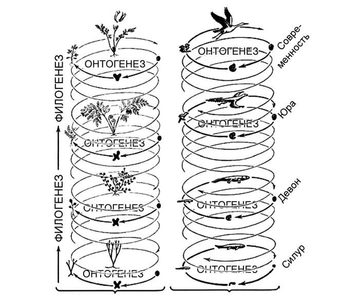 Рис. 1. Эволюционный процесс, слагающийся из переходящих друг в друга жизненных циклов