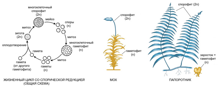 Рис. 2. Жизненный цикл со спорической редукцией, характерный для высших растений