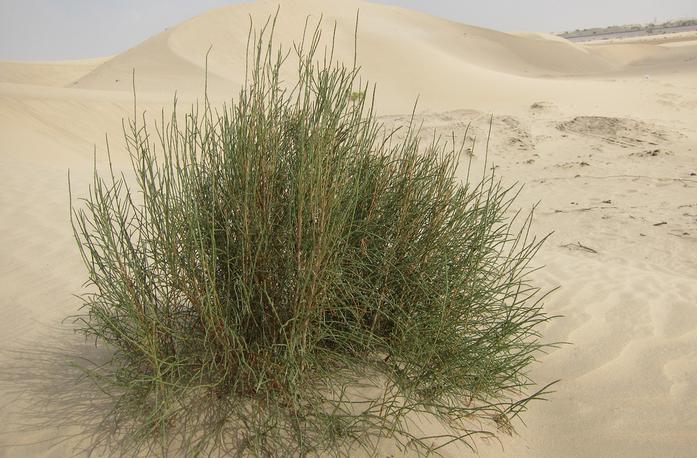 растение пустыни саксаул