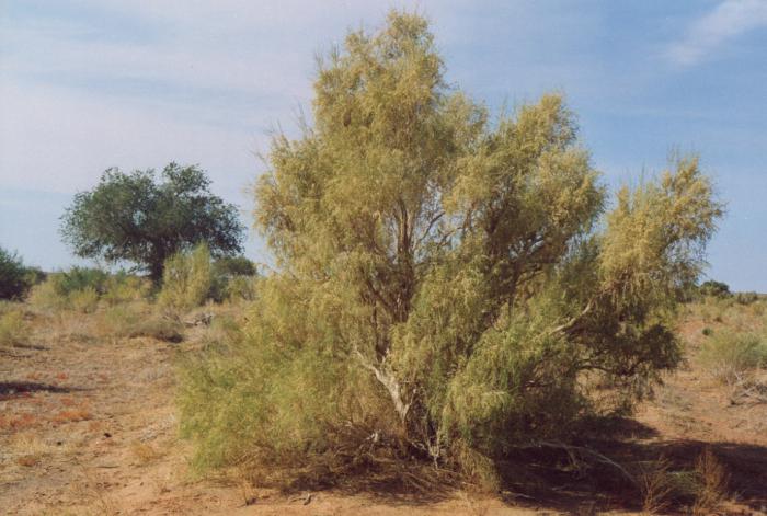 черный саксаул растение пустыни