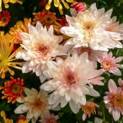 Хризантемы (Chrysanthemum)