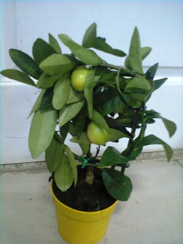 Лимонелла растение
