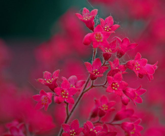 Так как цветоносы гейхеры могут достигать до 50 см, то после цветения их лучше обрезать, чтобы сухие стебли не портили внешний вид куста
