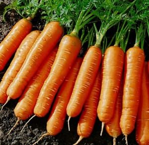 Фото корнеплодов моркови, ogorod.online.ua