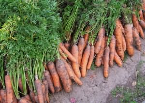 На фото - урожай моркови, felicity10.ru