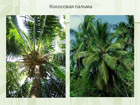 Кокосовые пальмы презентация по биологии 6 класс