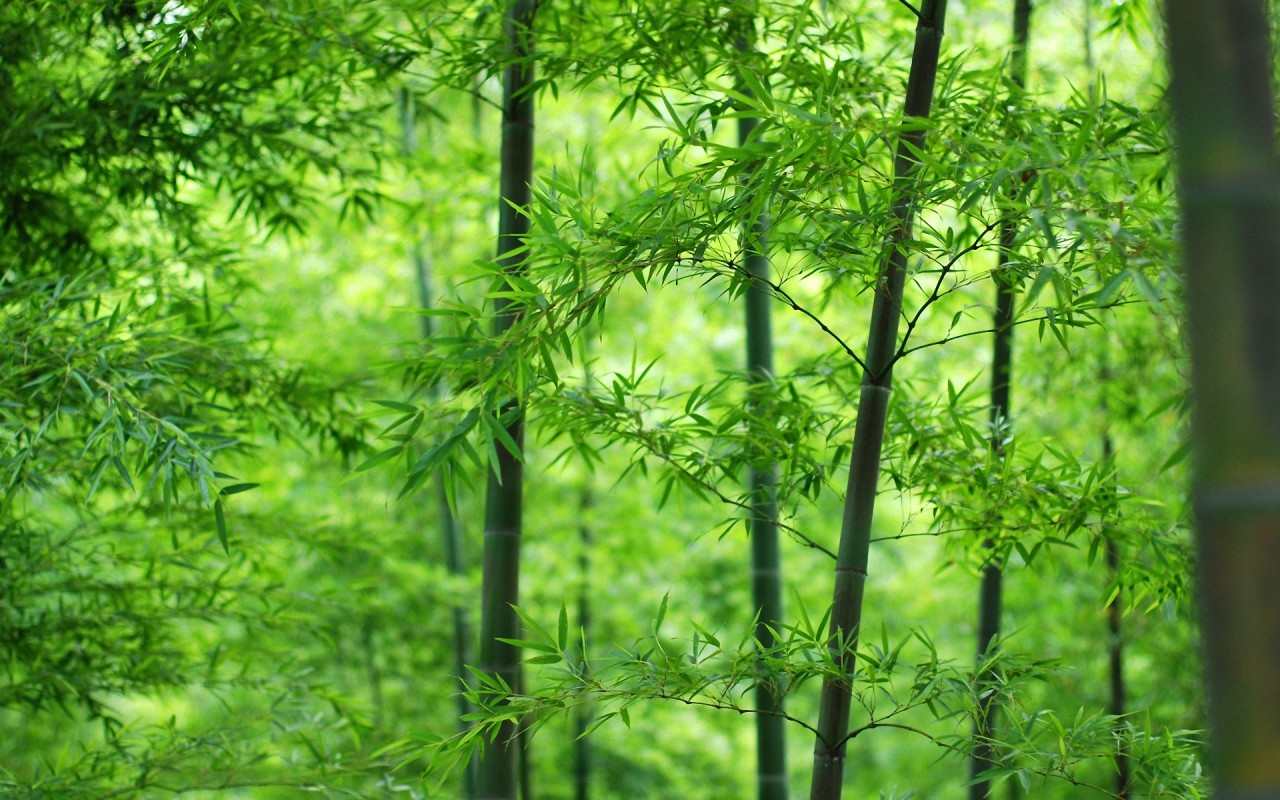 самая высокая трава - бамбук