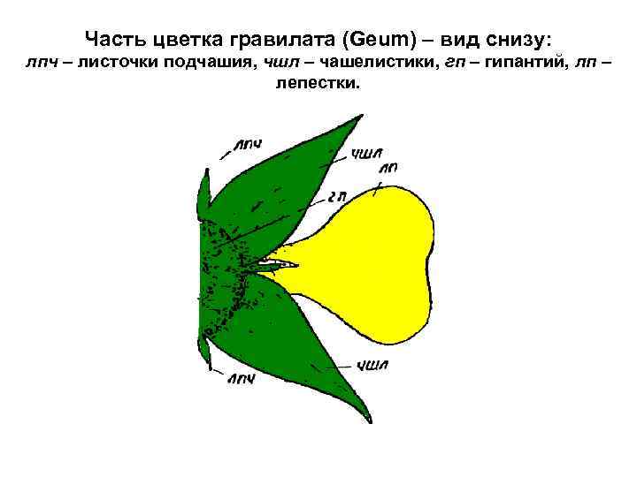 Часть цветка гравилата (Geum) – вид снизу: лпч – листочки подчашия, чшл – чашелистики,