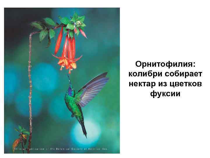 Орнитофилия: колибри собирает нектар из цветков фуксии 