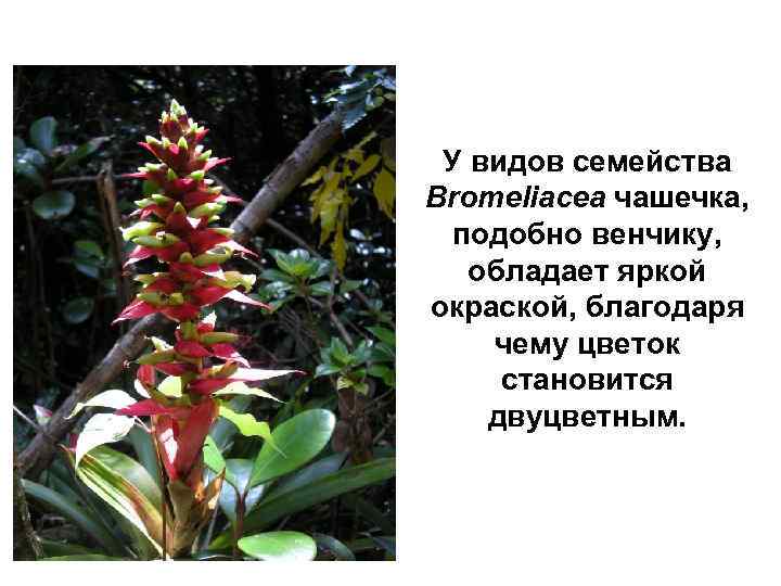 У видов семейства Bromeliacea чашечка, подобно венчику, обладает яркой окраской, благодаря чему цветок становится
