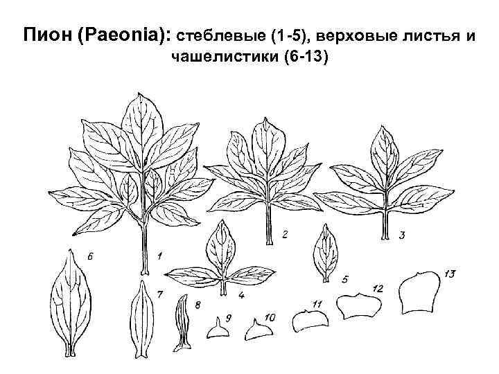 Пион (Paeonia): стеблевые (1 -5), верховые листья и чашелистики (6 -13) 
