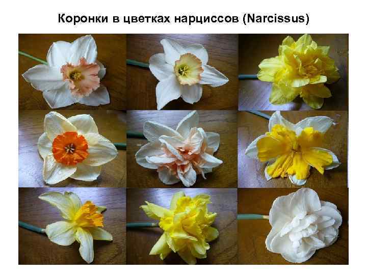 Коронки в цветках нарциссов (Narcissus) 