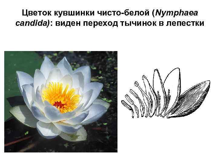 Цветок кувшинки чисто-белой (Nymphaea candida): виден переход тычинок в лепестки 
