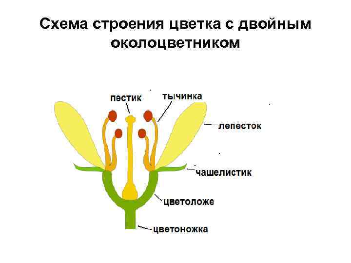 Схема строения цветка с двойным околоцветником 