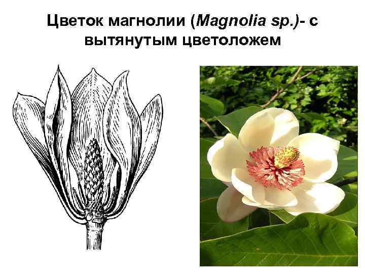 Цветок магнолии (Magnolia sp. )- c вытянутым цветоложем 