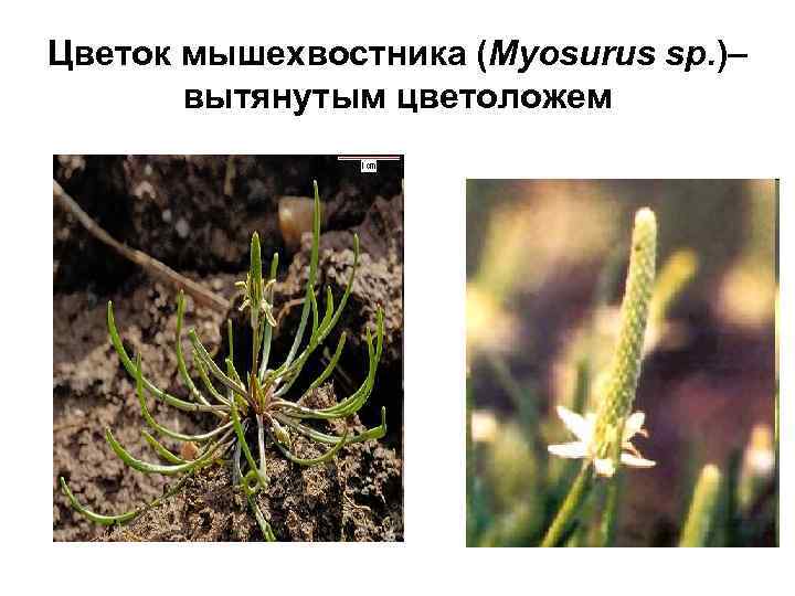 Цветок мышехвостника (Myosurus sp. )– вытянутым цветоложем 