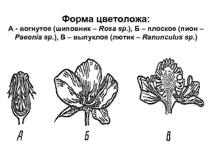 Форма цветоложа: А - вогнутое (шиповник – Rosa sp. ), Б – плоское (пион