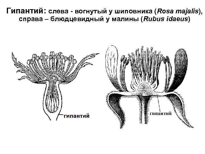 Гипантий: слева - вогнутый у шиповника (Rosa majalis), справа – блюдцевидный у малины (Rubus