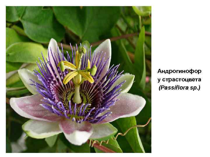 Андрогинофор у страстоцвета (Passiflora sp. ) 