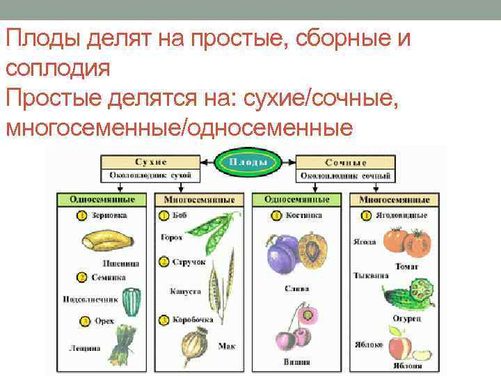 Плоды делят на простые, сборные и соплодия Простые делятся на: сухие/сочные, многосеменные/односеменные 