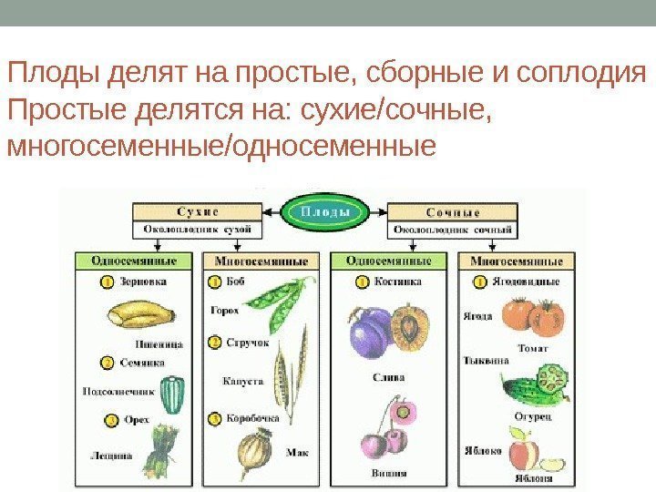 Плоды делят на простые, сборные и соплодия Простые делятся на: сухие/сочные, многосеменные/односеменные 