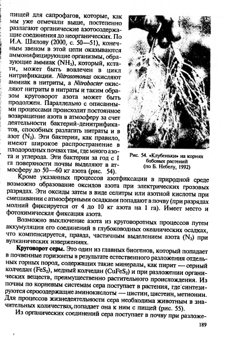 Клубеньки на корнях бобовых растений (по Б. Небелу, 1992)
