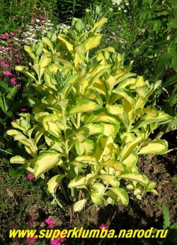 ОЧИТОК БЕЛОРОЗОВЫЙ "Медиовариегата" (Sedum erythrostictum ''Mediovariegata'') НОВИНКА , прямостоячее растение до 40 см в высоту , листья сидячие, крупные, золотисто- желтые с голубовато-зеленой окантовкой , очень яркий и нарядный очиток . ЦЕНА 200 руб (1 деленка)