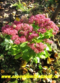 ОЧИТОК ВИДНЫЙ "Бриллиант" (Sedum spectabile "Brilliant") осенью. Предпочитает солнечное место и богатую почву. Одно из немногих растений украшающих сад до снега. Цветы хорошо стоят в срезке . ЦЕНА 100-200 руб (1 деленка)