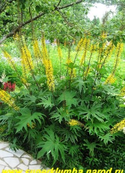 БУЗУЛЬНИК ПРЖЕВАЛЬСКОГО (Ligularia przewalskii) растение с изящными, сильно разрезанными остропальчатыми листьями на тонких красно-коричневых черешках, высота с цветоносами до 1,2 м, цветет с конца июня около 30 дней, цветоносы темно-коричневые , цветочные корзинки мелкие, желтые, собраны в колосовидные, узкие соцветия до 50-70 см длиной. ЦЕНА 150-200 руб.(делёнка) Все бузульники очень влаголюбивы, поэтому пркрасно чувствуют себя на влажном берегу водоема, переносят временное затопление. Другие сорта можно посмотреть на странице "ДЕЛЬФИНИУМЫ, АКОНИТЫ, БУЗУЛЬНИКИ, ЛАКОНОС".