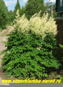 ВОЛЖАНКА ОБЫКНОВЕННАЯ (Arunkus dioicus) это крупное растение похожее на "гигантскую астильбу" порадует своим мощным цветением в июне-июле, высота 1,5 -2,0м, огромные соцветия достигают до полуметра ! Волжанка предпочитает богатые влажные почвы и легкое затение. ЦЕНА 250-350 руб (делёнка)