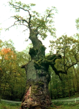 Самое старое дерево в мире10