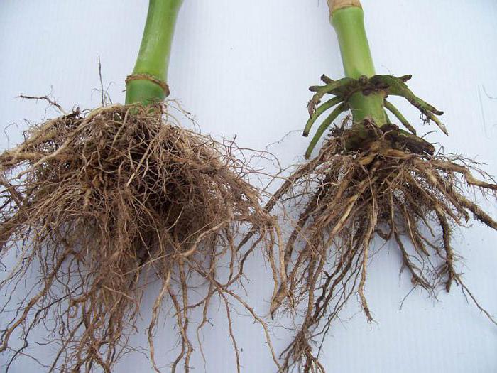 Какие растения имеют мочковатую корневую систему
