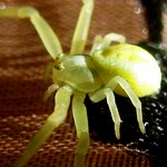 Цветочный желтый паук