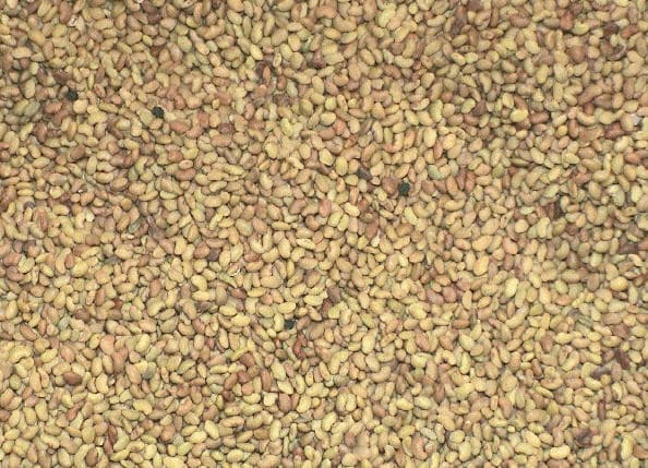 semena kozlyatnika