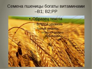 Семена пшеницы богаты витаминами –В1; В2;РР 