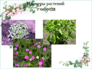Примеры растений с огорода 