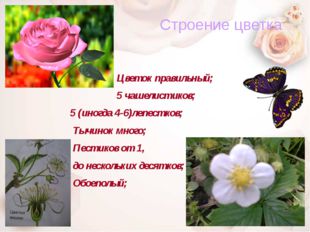 Строение цветка Цветок правильный; 5 чашелистиков; 5 (иногда 4-6)лепестков; Т
