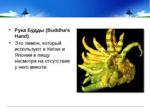 Рука Будды (Buddha’s Hand) Это лимон, который используют в Китае и Японии в